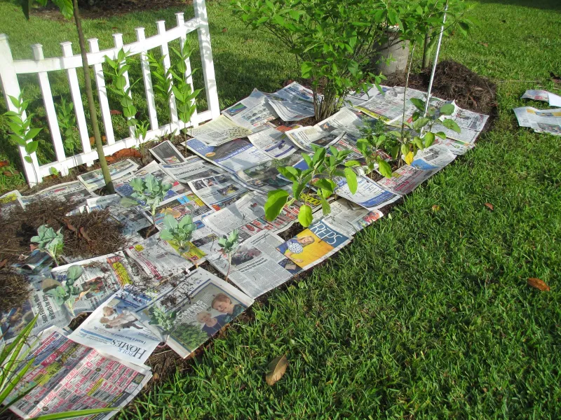 que mettre au sol pour eviter les mauvaises herbes cetirizine papier de vieux journaux
