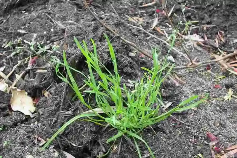 que mettre au sol pour eviter les mauvaises herbes paturin