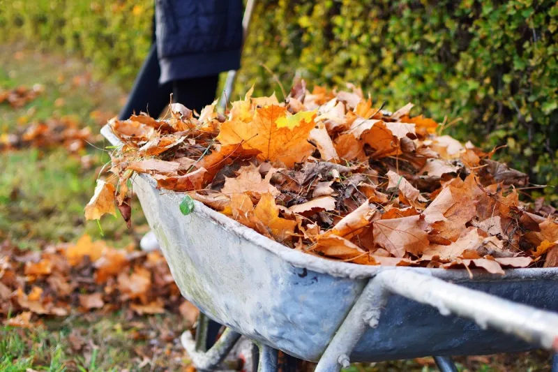 que mettre dans le composteur quelles feuilles mortes dans le compost