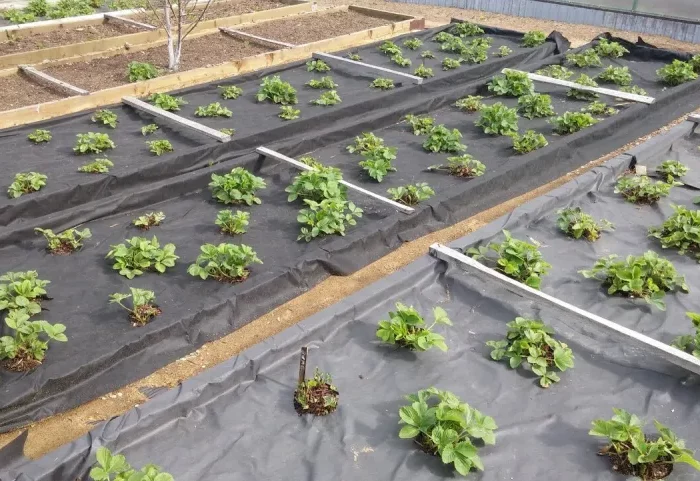 que planter au jardin en novembre fraises en lits recouverts en noir