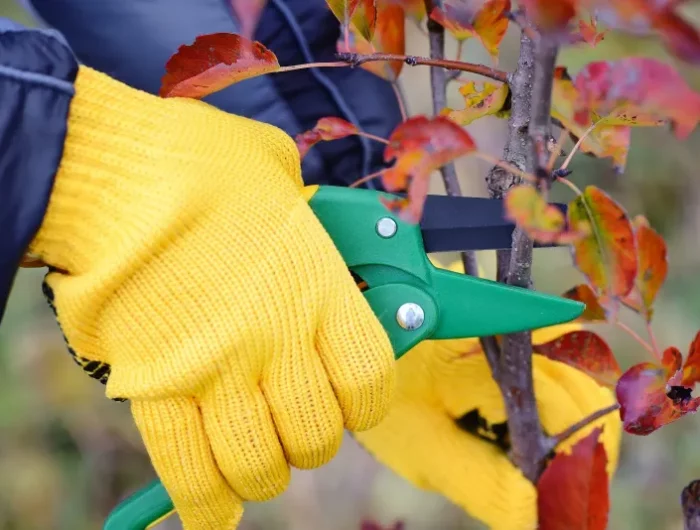 quel arbre fruitier tailler en automne mains en gants jaunes taillent branche aux feuilles rouges