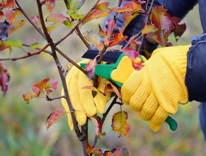 quel arbres fruitier tailler en automne mains en gants jaunes taillent une branche