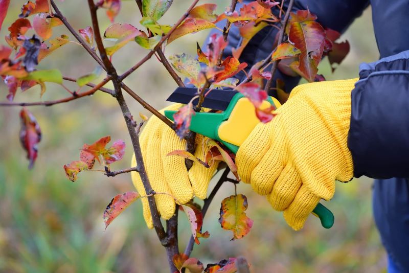 quel arbres fruitier tailler en automne mains en gants jaunes taillent une branche