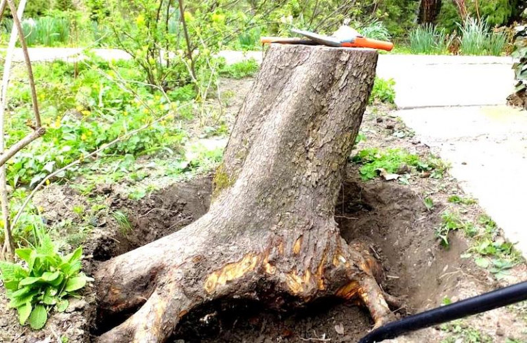 Des champignons pour détruire une souche d’arbre sans produit chimique et gratuitement astuces
