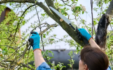 quel est le meilleur moment pour elaguer un arbre fruitier