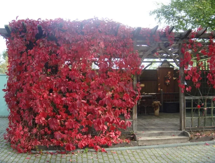 quel est le mois pour tailler la vigne vigne rouge pergola