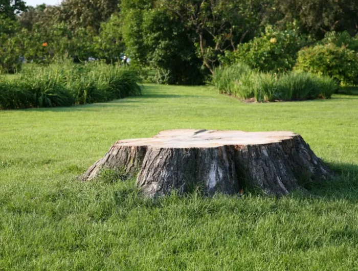 quel produit naturel utiliser pour devitaliser une souche d arbre gazon