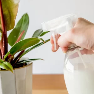 Nettoyer les feuilles des plantes avec du lait : Comment et pourquoi ?