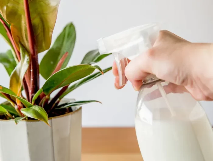 quel type de lait utiliser pour nettoyer les feuilles des plantes