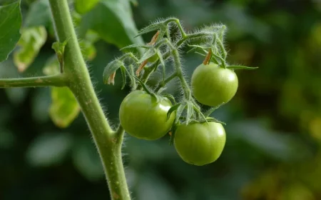 quelle est la duree de vie d un plant de tomate tomates vertes