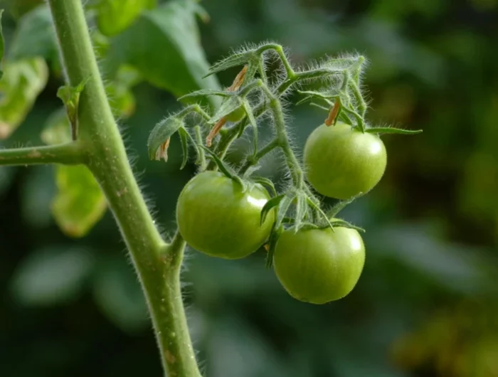 quelle est la duree de vie d un plant de tomate tomates vertes