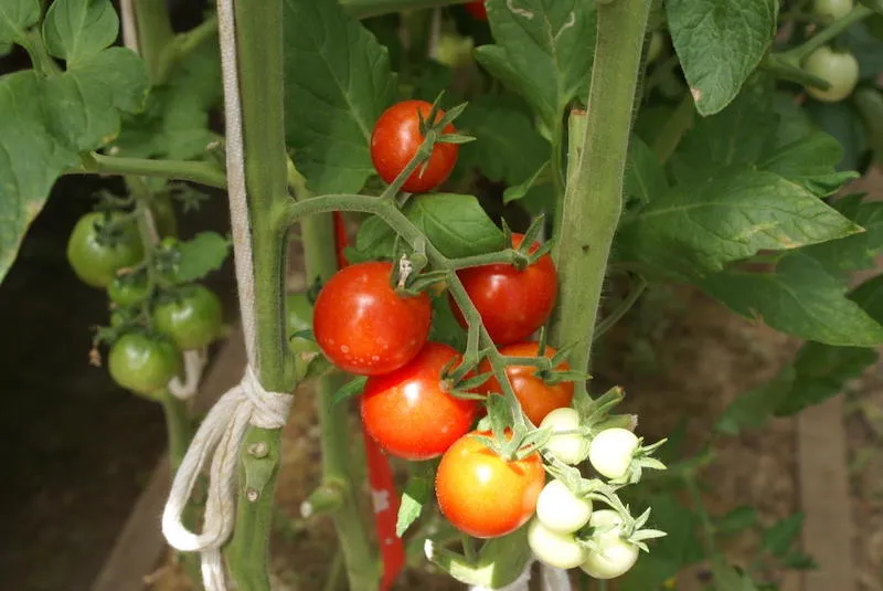 quelle est la duree de vie dun plant de tomate plant atrois tiges