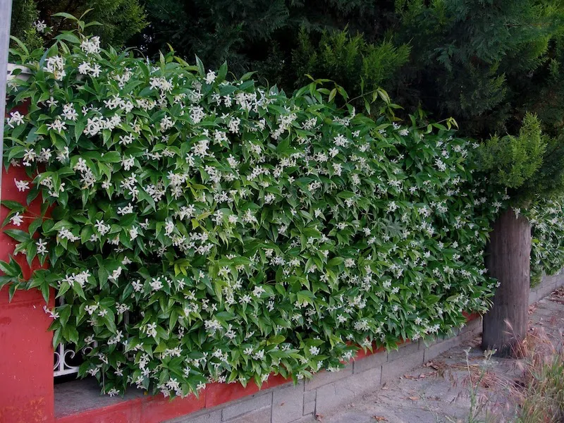 quelle plante grimpante garde ses feuilles en hiver cloture fleurs blanches