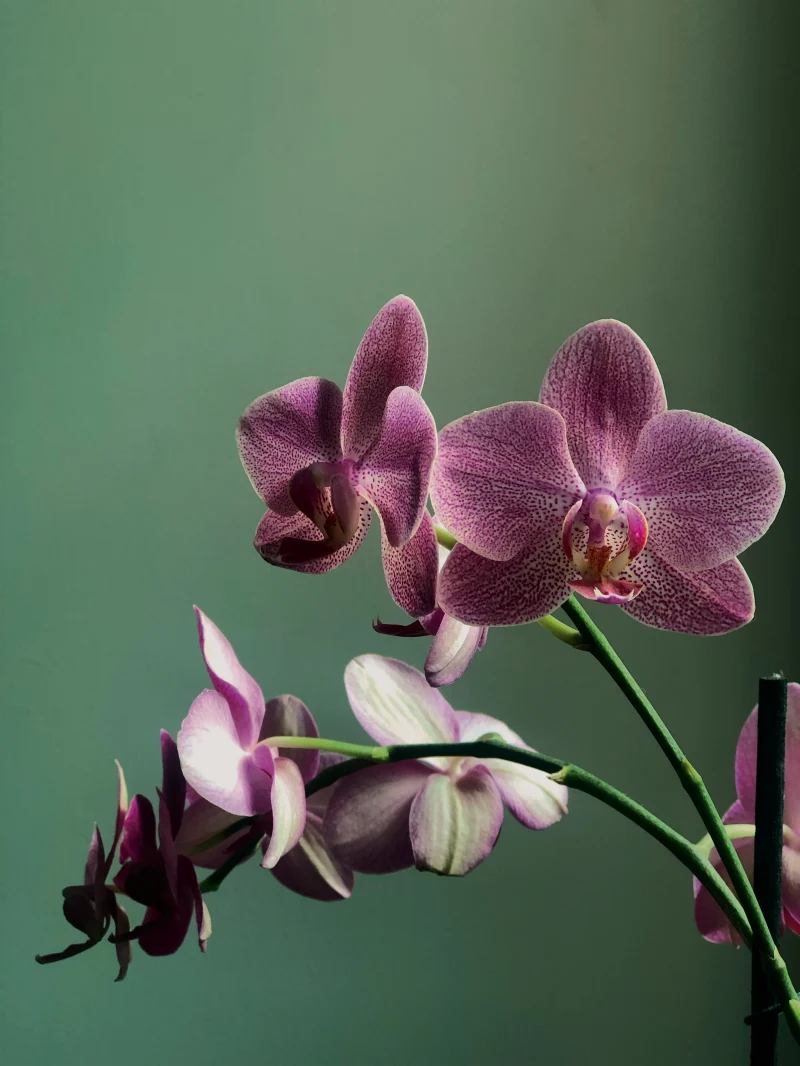 quelle plante n aime pas le marc de cafe orchidee violette fond vert