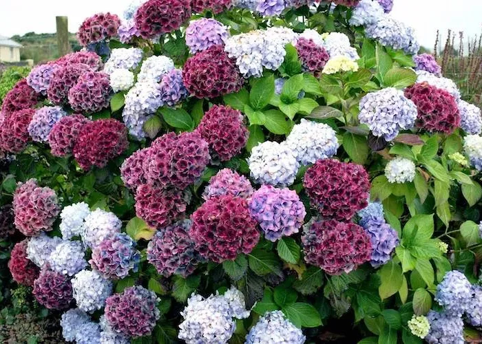 quelle plante ne gele pas lhiver hortensis de differentes coulzurs