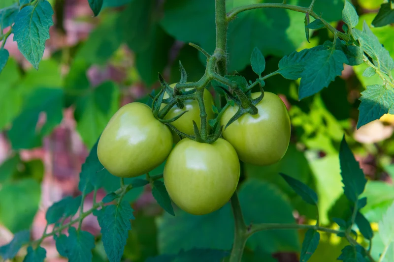 quelle plante ne supporte pas le marc de cafe tomates vertes