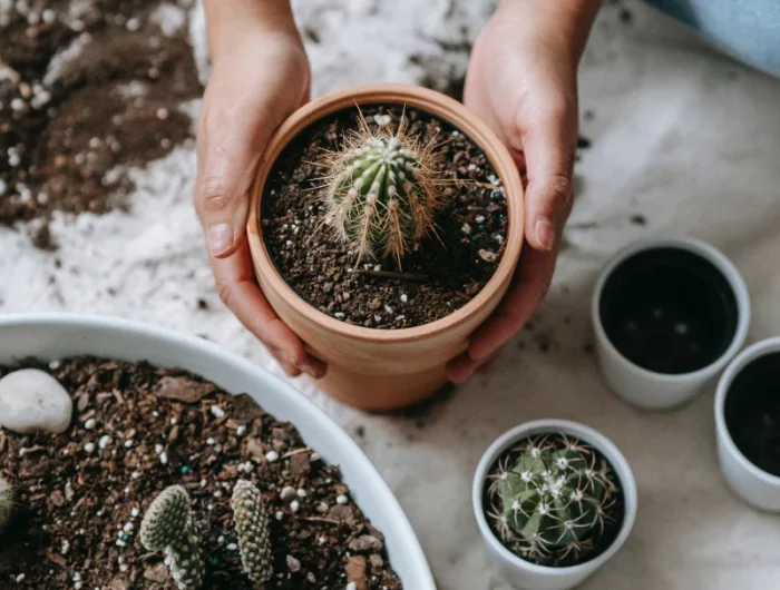 quelles plantes n aiment pas le marc de café cactus verts en pot