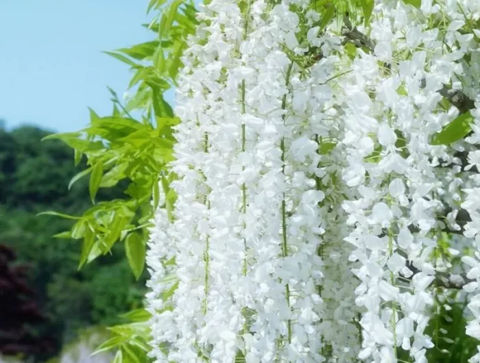 quelles plantes pour se cacher de la vue des voisins glycine alba