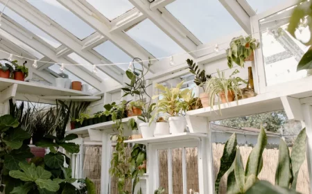 quelles sont les plantes gélives à rentrer à l intérieur plantes en pot hivernage