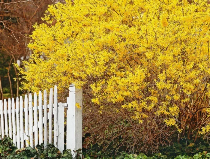 quelles sont les plantes qu il ne faut pas tailler en automne arbuste à fleurs jaunes forsythia