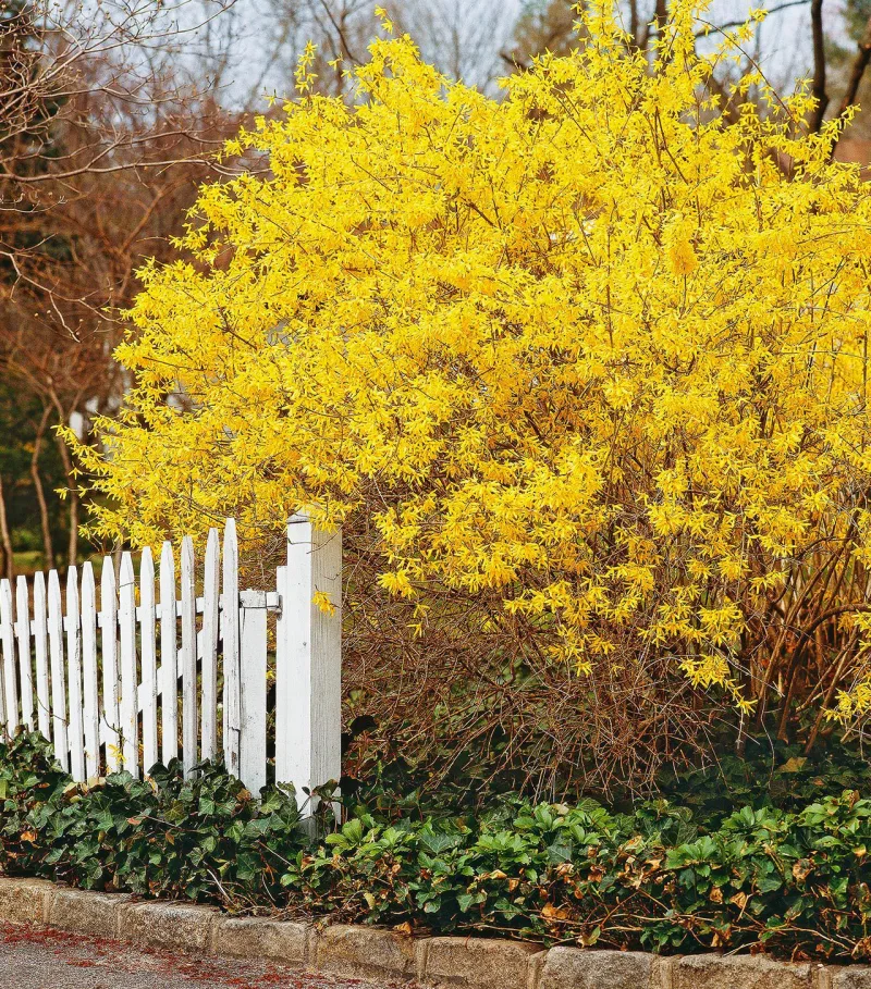 quelles sont les plantes qu il ne faut pas tailler en automne arbuste à fleurs jaunes forsythia