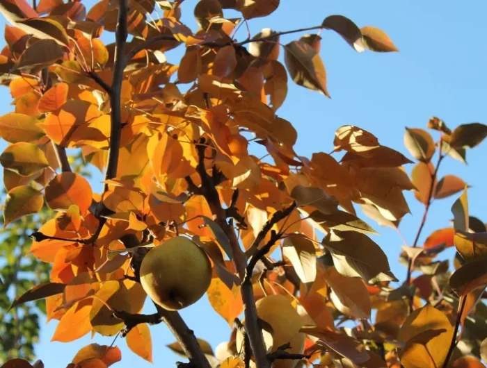 quels sont les arbres atailler absolument en automne poirier aux feuilles jaunes