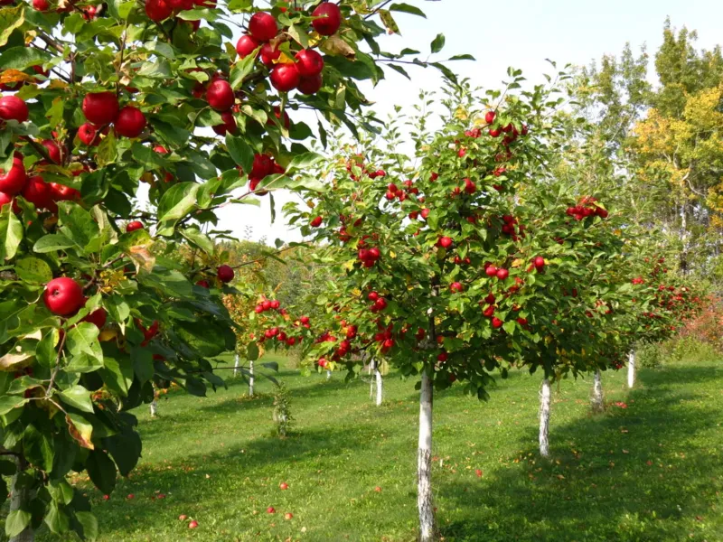 quels sont les arbres fruitiers a tailler absolument en automne jardin fruitier