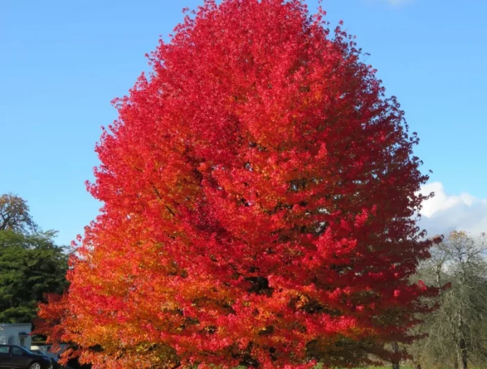 quels sont les plus beaux arbres d automne coplame d amerique exemple arbre d ornement