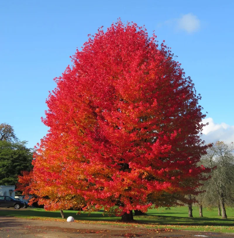 quels sont les plus beaux arbres d automne coplame d amerique exemple arbre d ornement