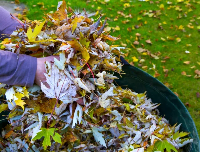 ramassage de feuilles mortes engrais containeur