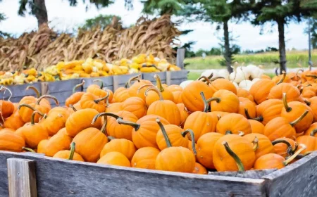 recolte des courges quand récolter potimarron potiron et citrouille