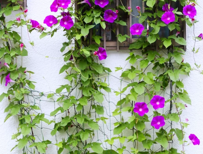 recomandation pour plantes grimpantes a l imbre mur fleurs violettes