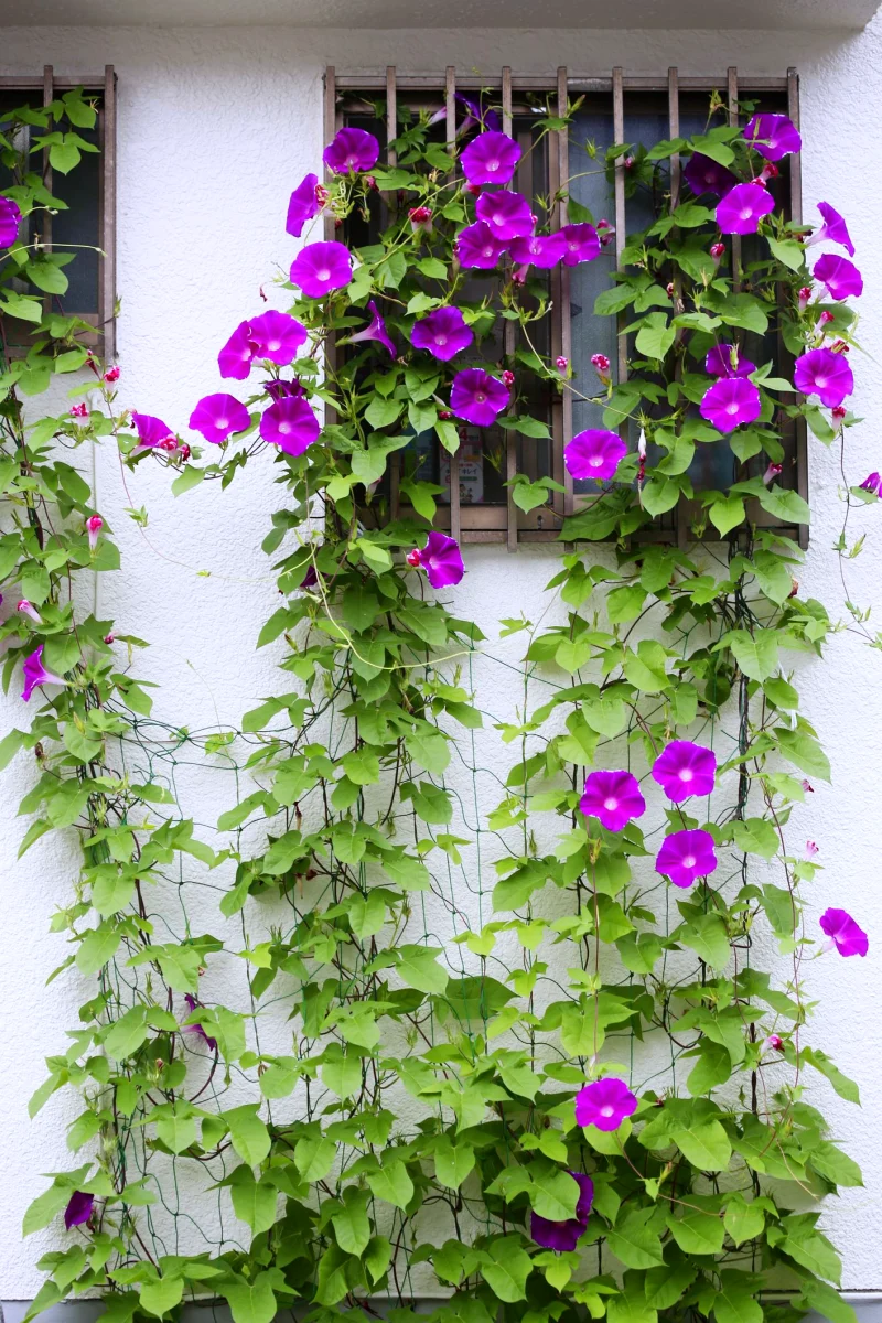 recomandation pour plantes grimpantes a l imbre mur fleurs violettes