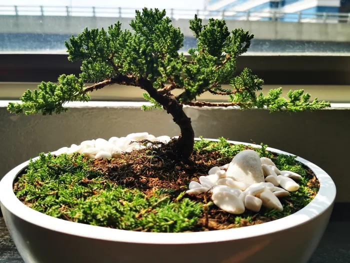 rempotage bonsai quelle periode automne printemps pot sol plante verte