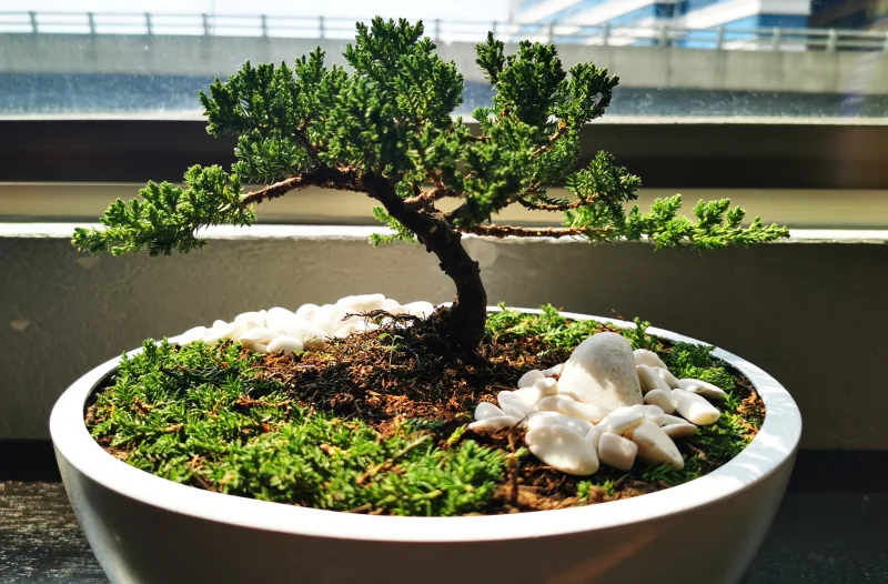 rempotage bonsai quelle periode automne printemps pot sol plante verte