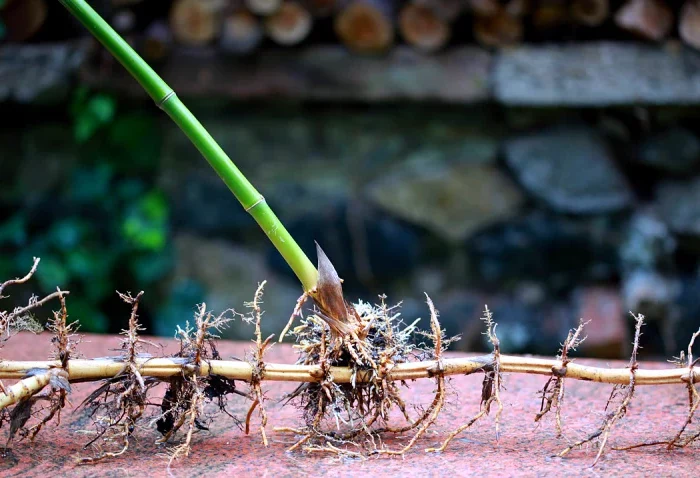 rizhome de bambou detruire