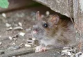 Guide comment éloigner les rongeurs à l’aide d’une odeur qui fait fuir les rats