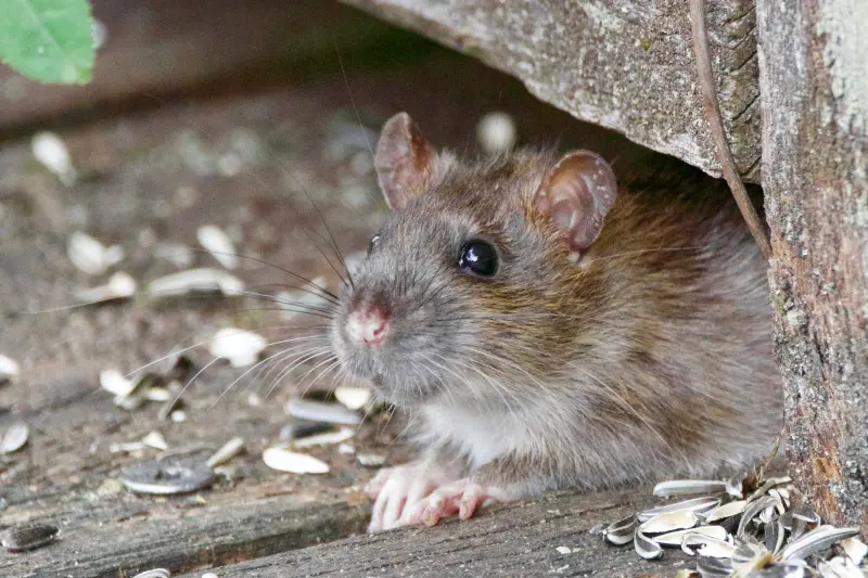 rongeur nature tronc bois cachets rats