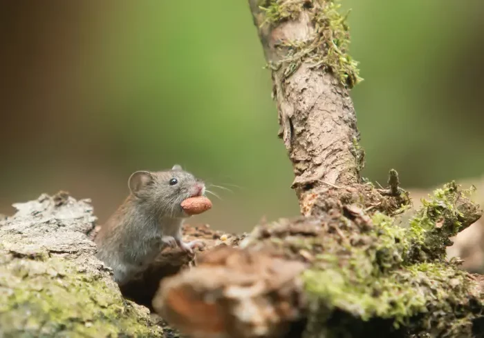 rongeurs nature bois mousse comment eloigner les rats