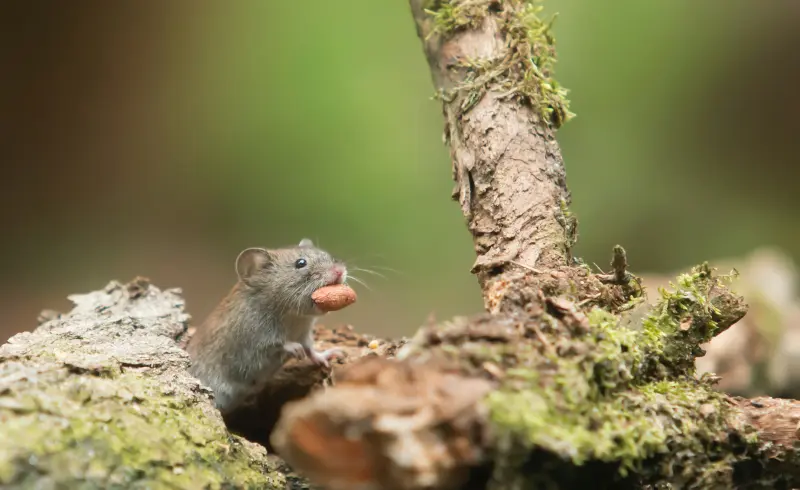 rongeurs nature bois mousse comment eloigner les rats