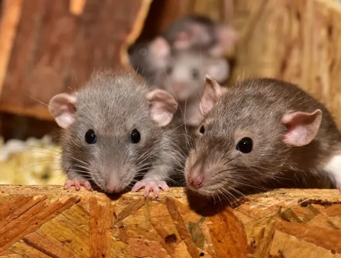 rongeurs surface bois materiaux nourriture qui attire les rats