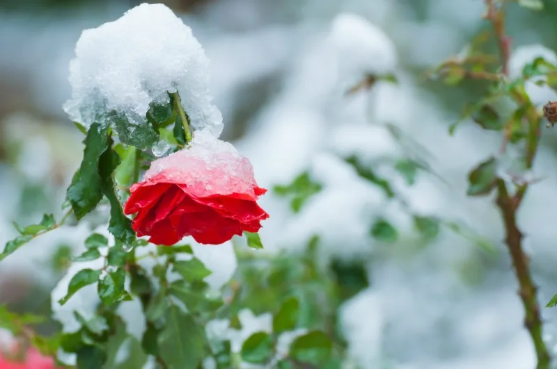 rose en hiver protection plante exterieur du gel et du froid