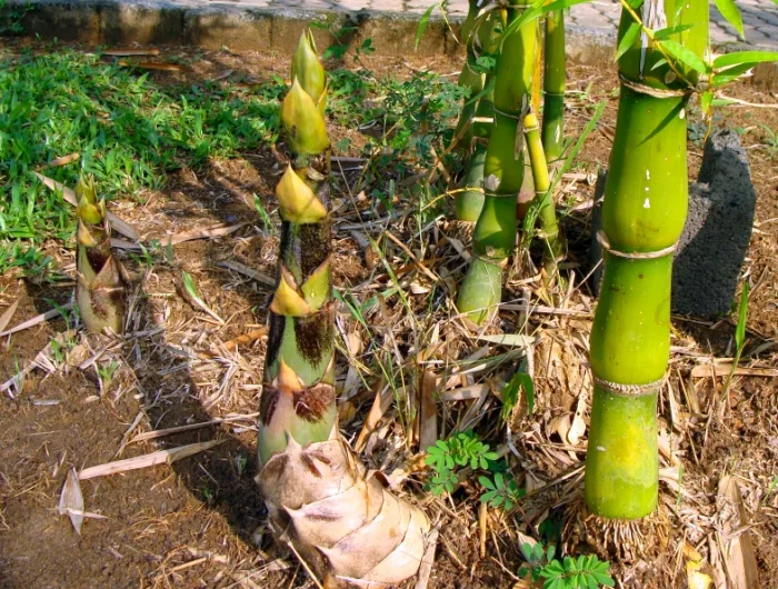 se debarasser des racines de bambous sans chimie