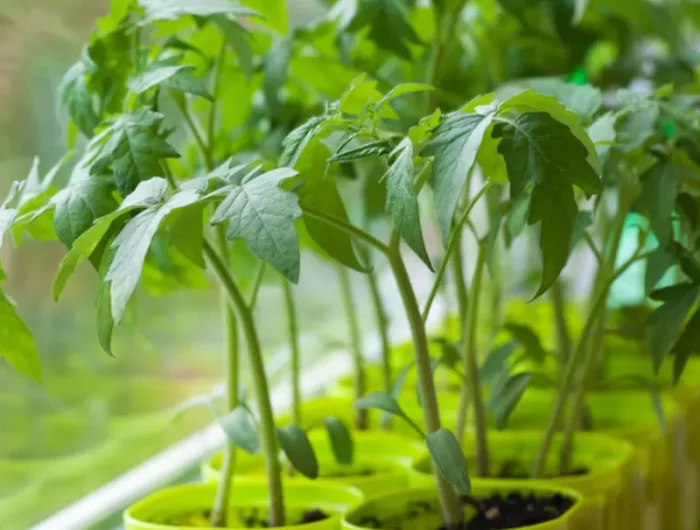 soins pour les boutures de tomates astuces