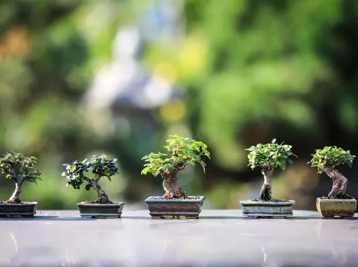 taille pot arbre nain variete bonsai entretien rempotage