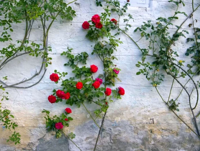 tailler une plante grimpante contre un mur fleurs rouges