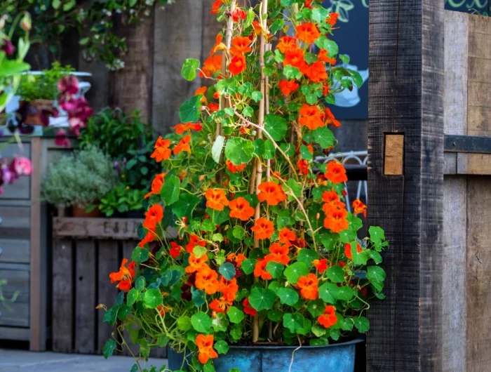 tailler une plante grimpante en pot fleurs oranges maison jardin