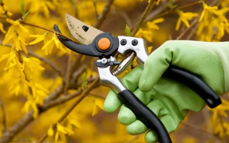 tailles des arbres et des arbustes en automne quelles sont les plantes à ne pas tailler
