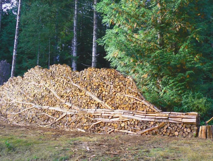tas de bois coupe en forme de courone et tronc horizontal a la foret