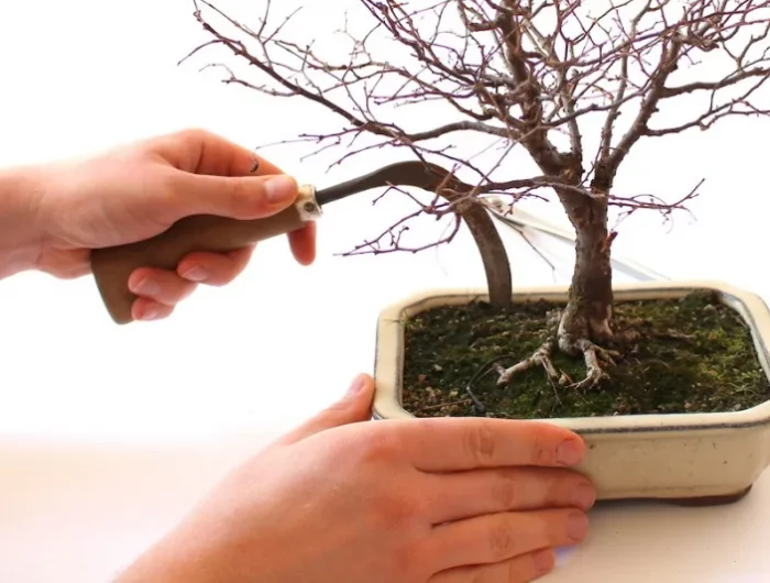 technique de rempotage petit arbre nain pot terre bonsai